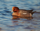 Eurasian Wigeon, male