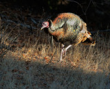 Wild Turkey, male
