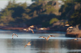 Marbled Godwits, flying