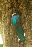 Bairds Trogon, male