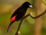 Cherries Tanager, male