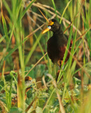 Northern Jacanas, adult and downy chick