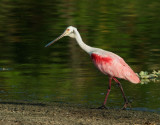 Roseate Spoonbill