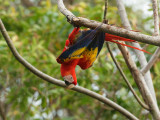 Scarlet Macaw