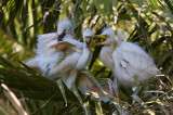 Snowy Egret Chicks