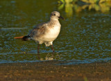 Laughing Gull, first winter