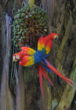 Scarlet Macaws