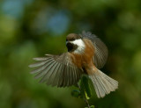 Chestnut-backed Chickadee