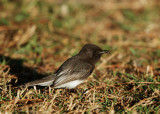 Black Phoebe, carrying food to nest