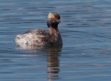 Horned Grebe, molting to breeding plumage