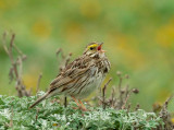 Savannah Sparrow, singing male