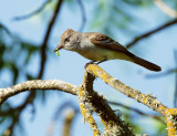 Ash-throated Flycatcher, with prey