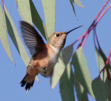 Selasphorus Hummingbird, female