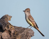 Ash-throated Flycatcher