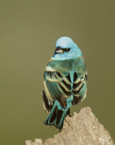 Lazuli Bunting, male