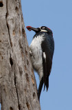 Acorn Woodpecker, female, with meat
