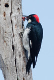 Acorn Woodpecker, female, with meat