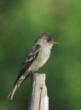 Western Wood-Pewee