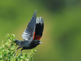 Red-winged Blackbird, Bicolored male, taking off