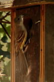 Ash-throated Flycatcher, at nest box