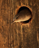 House Wren, at nest box