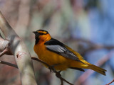 Bullocks Oriole, male