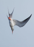 Forsters Tern, diving for fish