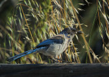 California Scrub-Jay