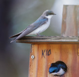 Tree Swallows, pair at nestbox