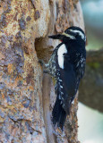 Williamsons Sapsucker, male bringing food to nest