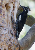 Williamsons Sapsucker, male at nest