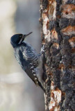 Black-backed Woodpecker, male