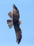 Northern Harrier, overhead