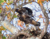 Swainsons Hawk, nestling