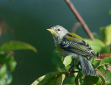 Northern Parula, hatch-year formative plumage