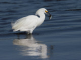 Snowy Egret, with fish