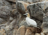 Boobies and Gannets (Sulids)