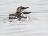 Common Murres, Dad/Chick
