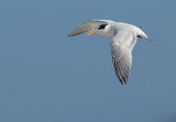 Elegant Tern, flying