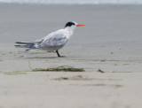 Elegant Tern