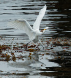 Great Egret catches a fish, September 2014
