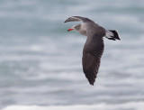 Heerman's Gull, adult non-breeding plumage