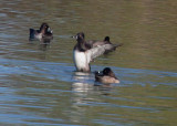 Ring-necked Ducks