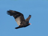 Turkey Vulture