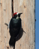 Acorn Woodpecker, male