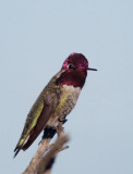 Annas Hummingbird, male