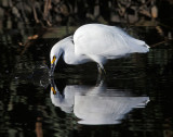 Snowy Egret captures fish 2