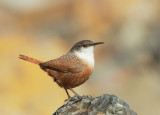 Canyon Wren