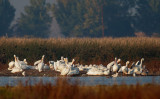 American White Pelicans