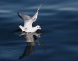 Bonaparte's Gull